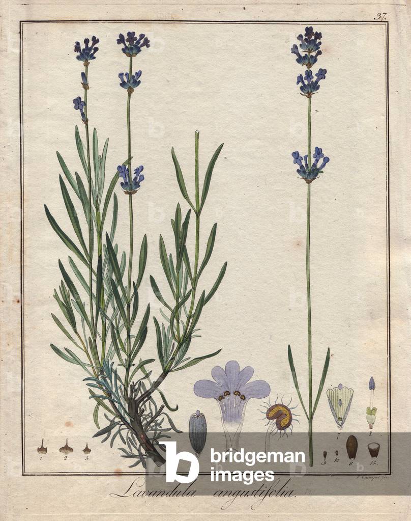 True lavender (Lavandula angustifolia). Coloured copper engraving of Dr. Friedrich Gottlob Hayne's book “Darstellung Getreue und der in der Beschreibung Arzneykunde Gewachse Gebrauchilchen””, Berlin, 1822. Hayne (1763-1832) was a German botanist, apothecary and, from 1814, professor of pharmaceutical botany at the University of Berlin.
