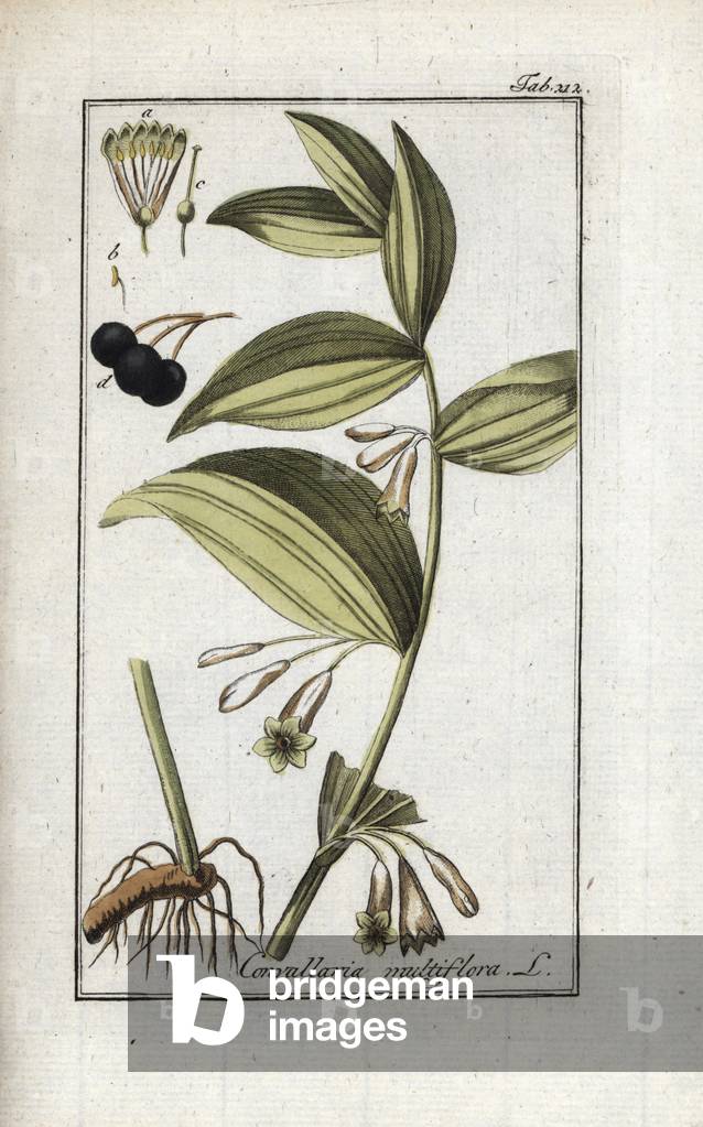 Seal of multiflora Solomon (Polygonatum multiflorum). Lithograph from “Afbeelding der Artseny-Gewassen” by Johannes Zorn (1739-1799), Netherlands, 1796. Solomon's seal, Polygonatum multiflorum. Handcoloured copperplate botanical engraving from J. Zorn's “Afbeelding der Artseny-Gewassen,” Amsterdam, 1796.