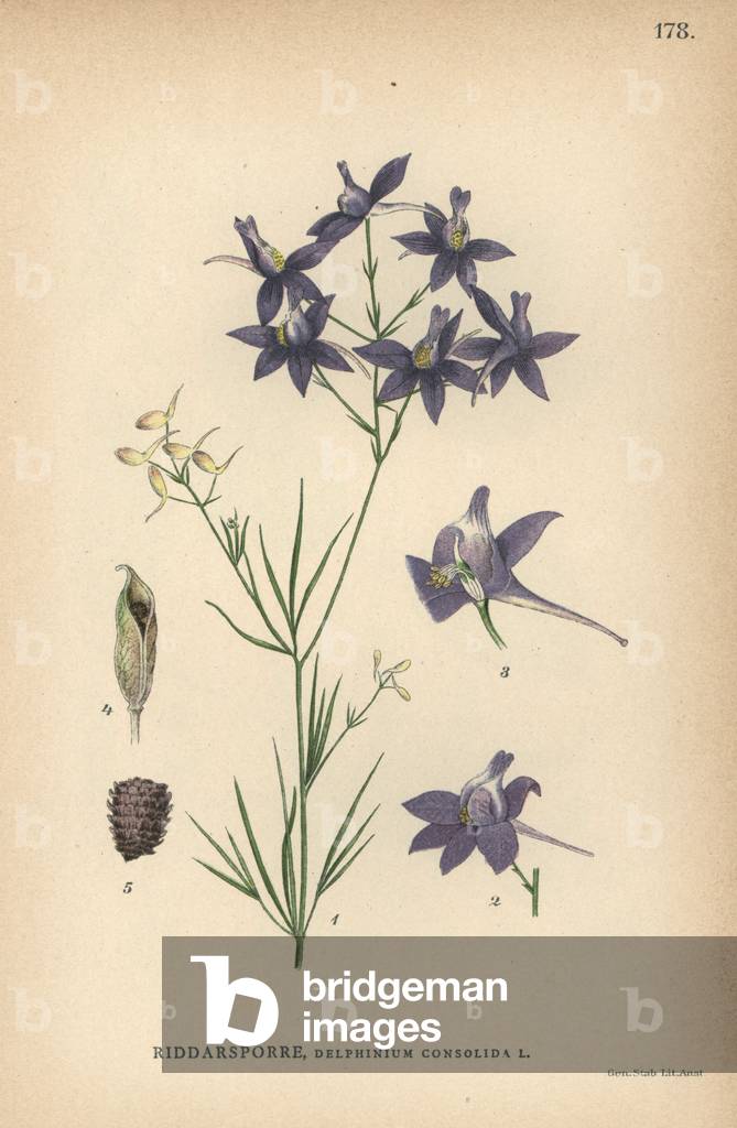 Royal knight's-spur or forking larkspur, Consolida regalis