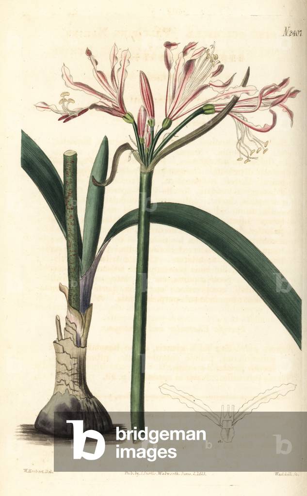 Nerine humilis (Pale pink nerine, Nerine pulchella). Handcoloured copperplate engraving by Weddell after a botanical illustration by William Herbert from William Curtis' Botanical Magazine, Samuel Curtis, London, 1823.