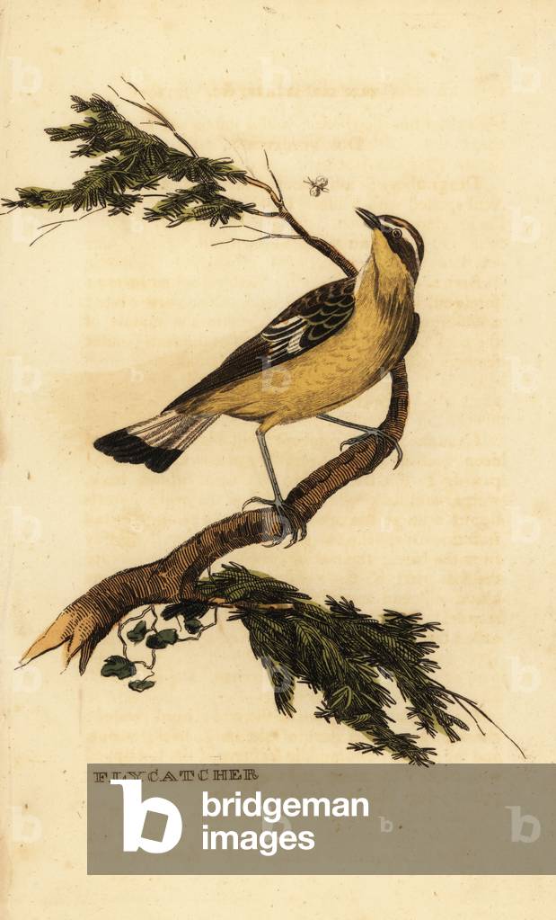 Flycatcher (engraving)