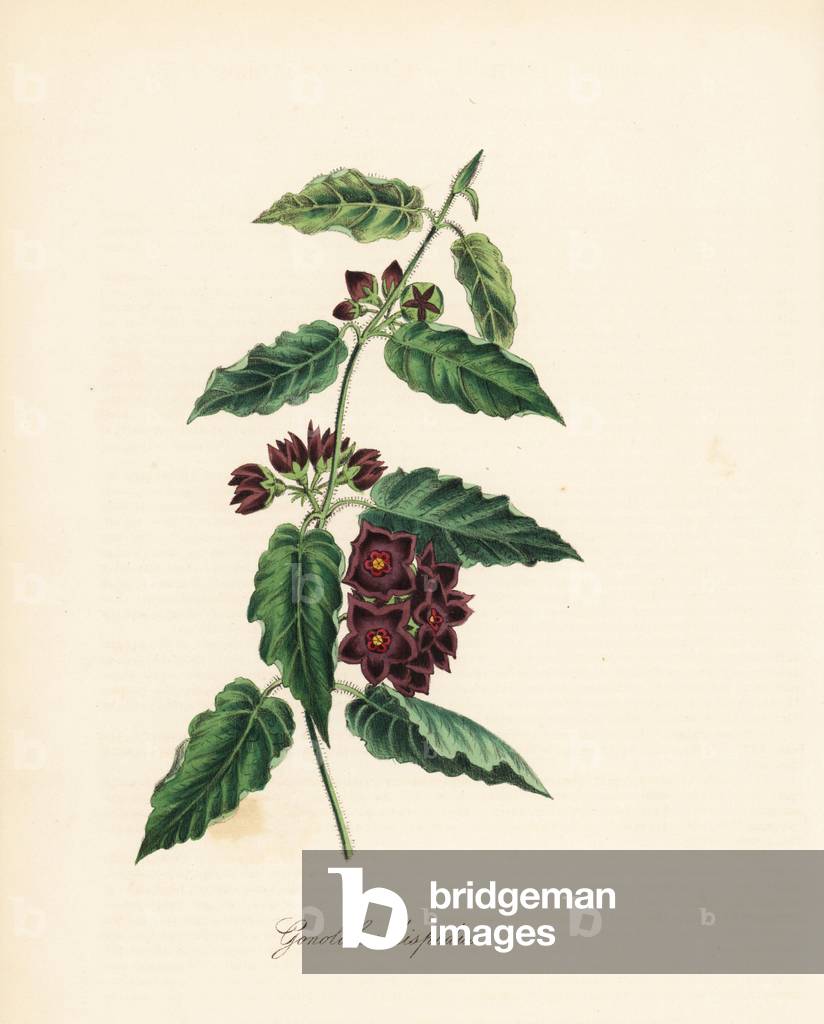Variete of gonolobus or condor liana - Hispid gonolobus, Gonolobus hispidus. Copied from Benjamin Mund's “The Botanist.” Handcoloured zincograph by C. Chabot drawn by Miss M. A. Burnett from her “” Plantae Utiliores: or Illustrations of Useful Plants,”” Whittaker, London, 1842. Miss Burnett drew the botanical illustrations, but the text was chiefly by her late brother, British botanist Gilbert Thomas Burnett (1800-1835).