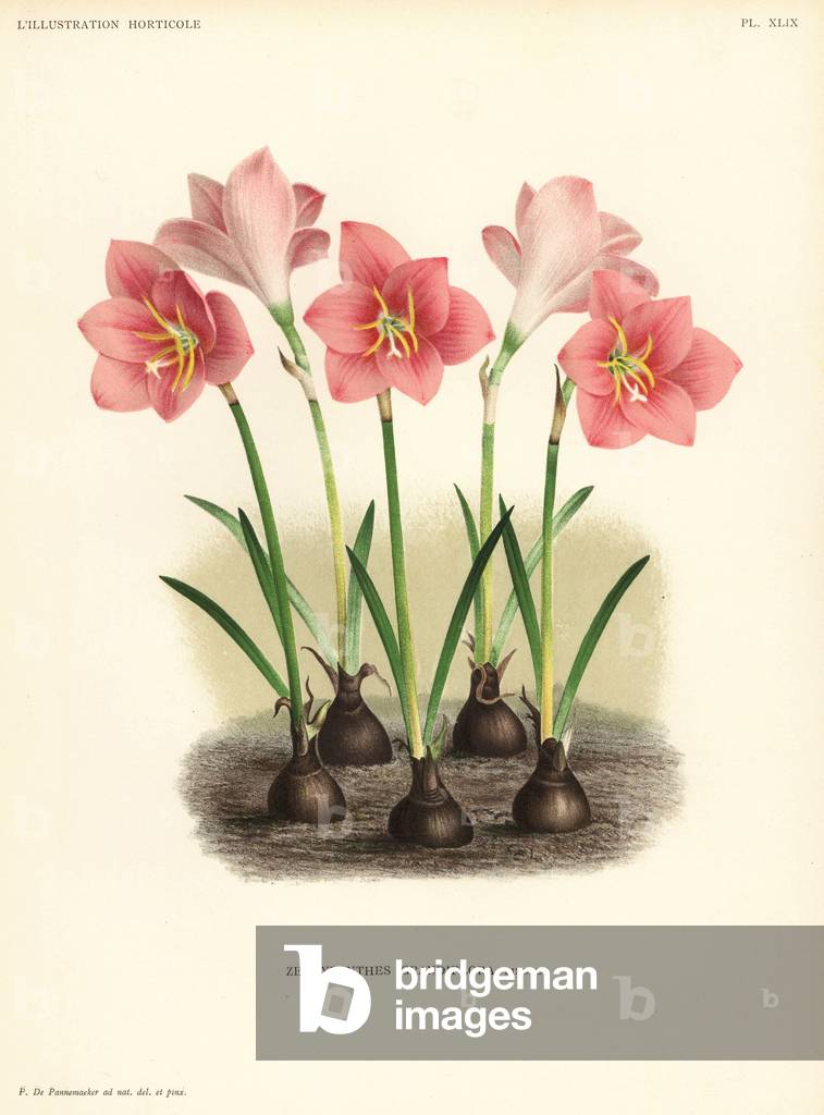 Zephyranthes minuta (Zephyranthes grandiflora). Drawn and chromolithographed by Pieter de Pannemaeker from Jean Linden's l'Illustration Horticole, Brussels, 1888.