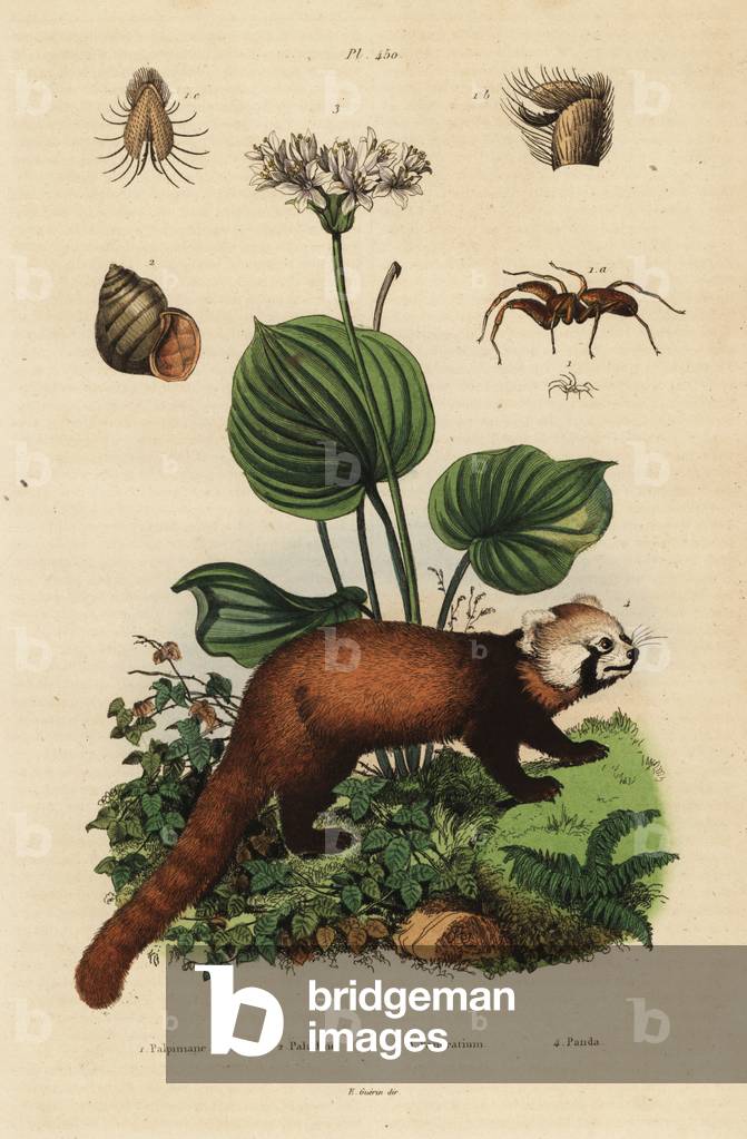 Red panda, Ailurus fulgens, endangered 4, northern Christmas lily, Proiphys amboinensis 3. river snail, Viviparus viviparus 1, and spider, Palpimanus species