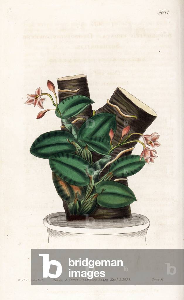Orchid Variety Cattleya - Nodding sophonitis orchid, Cattleya cernua (Drooping flowered sophronitis, Sophronitis cernua). Handcoloured copperplate engraving after a botanical illustration by W.B. Booth from William Jackson Hooker's Botanical Magazine, London, 1839.