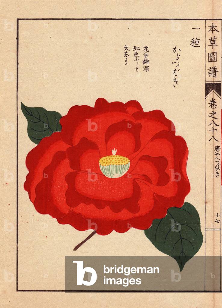 Variety of Japanese camelias (Thea japonica Nois): Kara Tsubaki, with ecarlate red flowers. Eau forte en couleurs, woodcut by Kanen Iwasaki (1786-1842) botanist, entomology and Japanese zoology, published in Honzo Zufu, in 1884, an illustrative guide to medicinal plants.