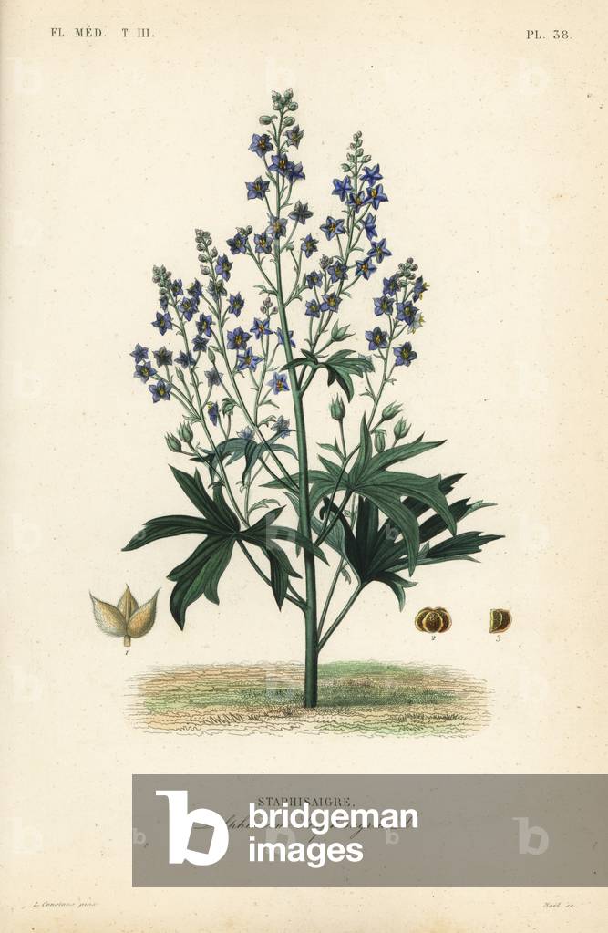 Lice-bane or stavesacre, Delphinium staphisagria, Staphisaigre