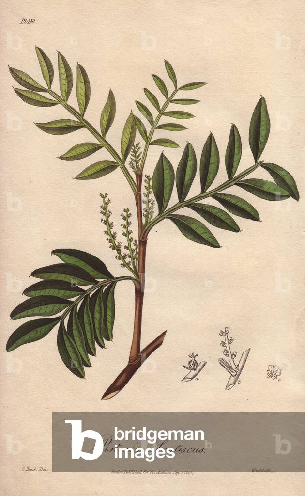 Pistacia lentiscus (Pistacia lentiscus) - Strong Water by William Clarke to illustrate “Medical Botanical, Description of the Medicinal Plants of London, Edinburgh and Dublin” by John Stephenson and James Morss Churchill, published in London by John Churchill in 1831