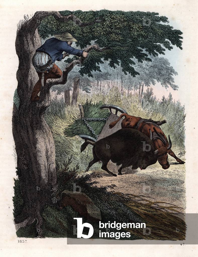 Farmer up a tree watching an American bison fight a bull. Handcoloured lithograph from Carl Hoffmann's Book of the World, Stuttgart, 1857.