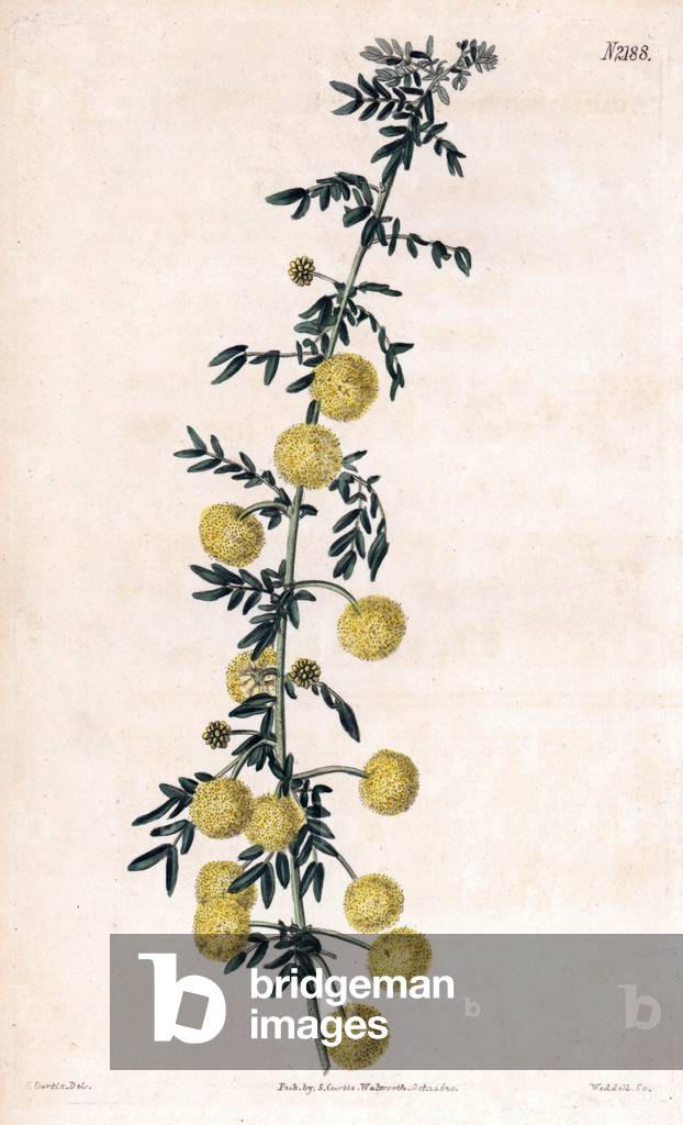 Mimosa. Copper engraving, painted by John Curtis and grave by Weddell, published in the “Curtis Botanical Magazine”, 1820, by Samuel Curtis, London, England.