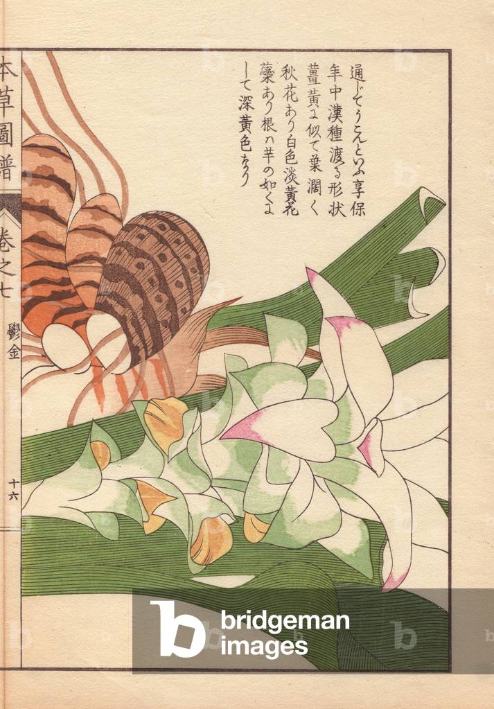 Rhizome and inflorescence of turmeric, Curcuma longa L. var. macrophylla Miq. (Zingiberacea)