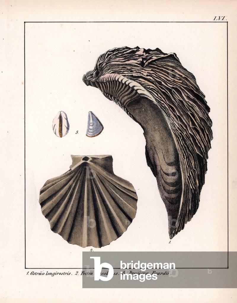 Oyster fossils (extirpated species): Ostraea longirostris, Pecten Jacobaeus, and mussel Dreissena Brardii. Lithographie in Petrefactenbuch (Book of Petrification) by Dr. F.A.Schmidt, published in Stuttgart (Germany) in 1855 by Verlag von Krais and Hoffmann.