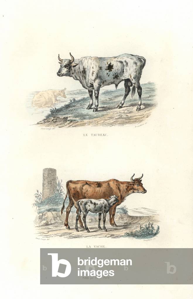 Bull, cow and calf, Bos taurus. Handcoloured engraving on steel by Bruneliere after a drawing by Edouard Travies from Richard's “” New Edition of the Complete Works of Buffon,”” Pourrat Freres, Paris, 1837.