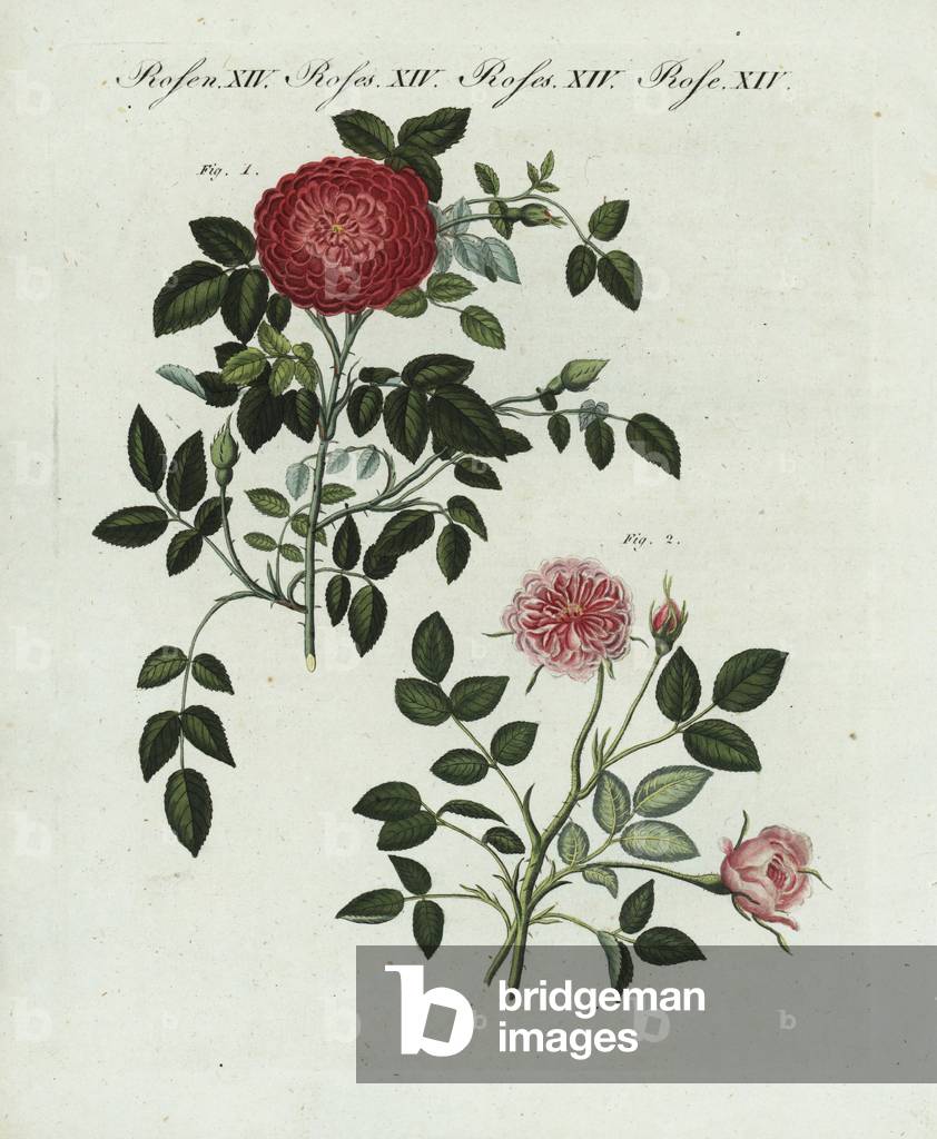 Small Provence rose, Rosa provincialis minima, and Dijon rose, Rosa damascena dijonensis. Handcoloured copperplate engraving from an illustration drawn from nature by Stark from Bertuch's “” Bilderbuch fur Kinder”” (Picture Book for Children), Weimar, 1790-1830. Friedrich Johann Bertuch (1747-1822) was a German publisher and man of arts most famous for his 12-volume encyclopedia for children illustrated with 1,200 engraved plates on natural history, science, costume, mythology, etc.