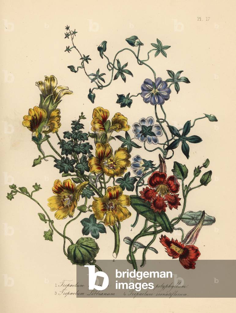 Nasturtium varieties: blue, Tropaeolum azureum, many-leaved, Tropaeolum polyphyllum, Mr. Lobb's, Tropaeolum lobbianum, and notched-flowered, Tropaeolum crenatiflorum. Handfinished chromolithograph by Noel Humphreys after an illustration by Jane Loudon from Mrs. Jane Loudon's Ladies Flower Garden or Ornamental Greenhouse Plants, William S. Orr, London, 1849.