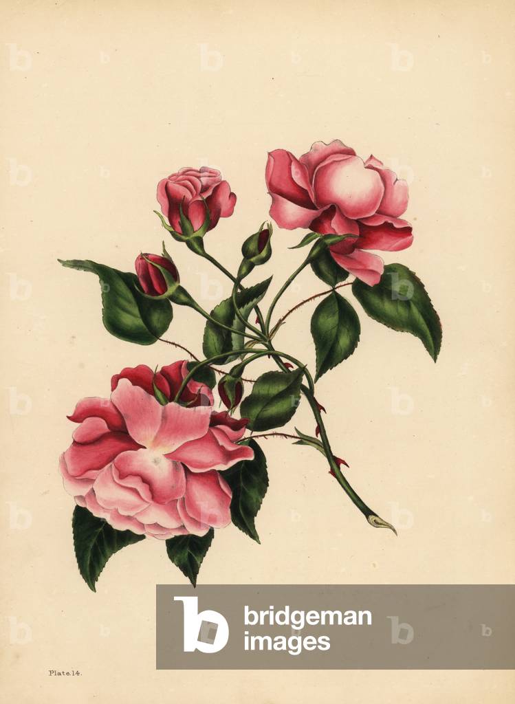 The ever-blowing Rose, Beauty always new