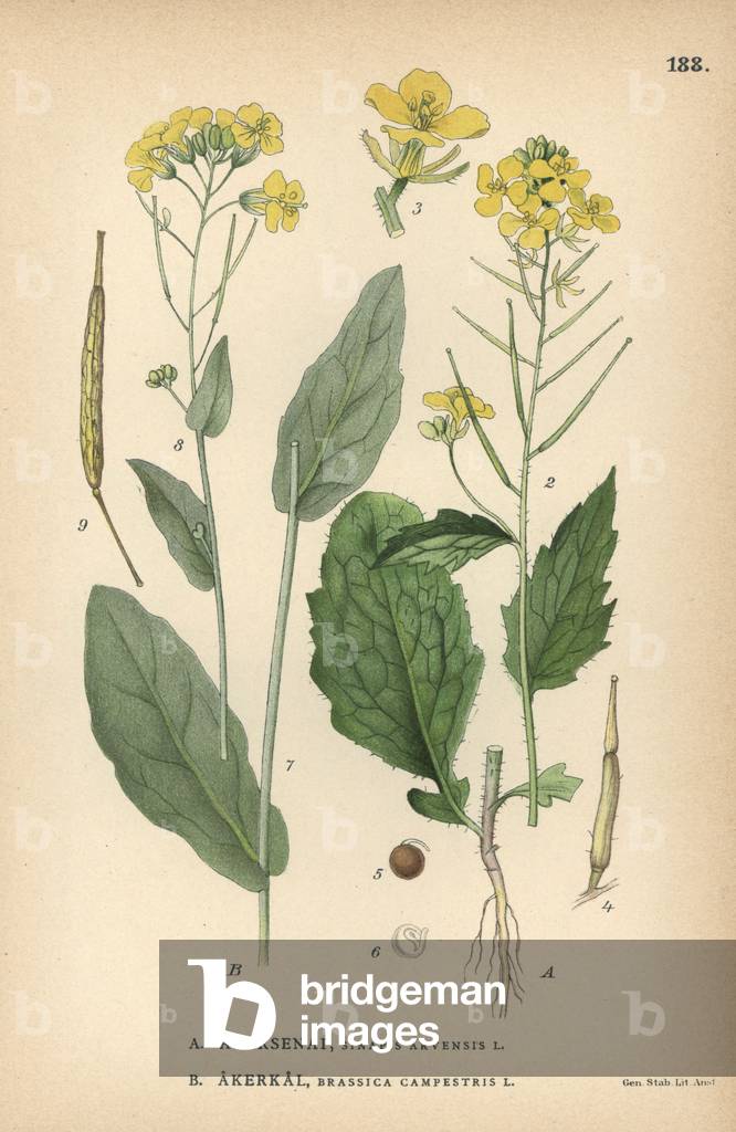 Wild mustard, Sinapis arvensis