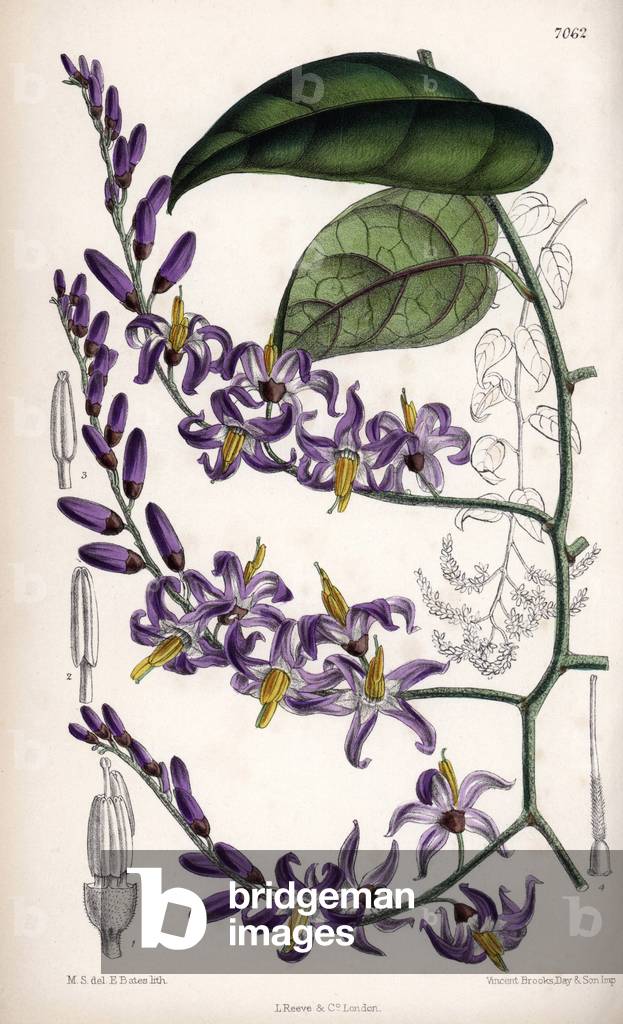 Solanum pensile, purple flower from South America. Drawing by Matilda Smith (1854-1926), Lithography by J.N. Fitch in Curtis Botanical Magazine, by Joseph Dalton Hooker, published in London, England, by L. Reeve and Co, 1889.