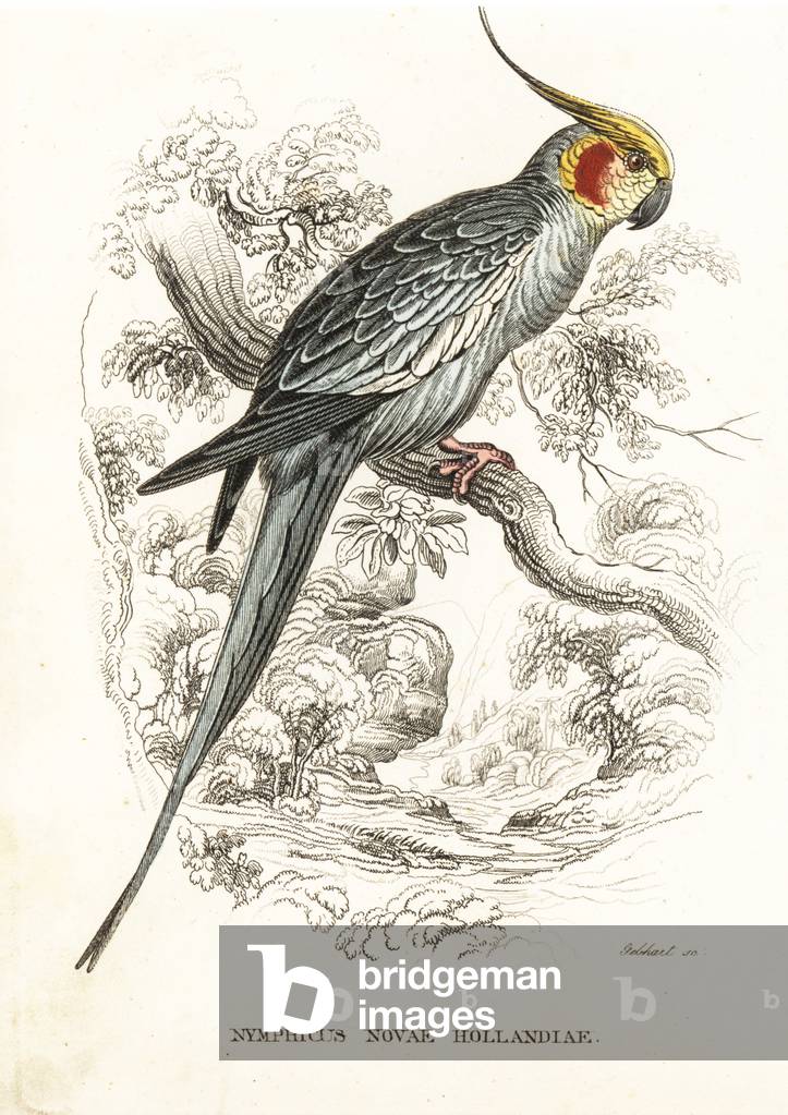 Cockatiel, Nymphicus hollandicus (Nymphicus novae hollandiae). Handcoloured lithograph by Gebhart after an illustration by Edward Lear from Georg Friedrich Treitschke's Gallery of Natural History, Naturhistorischer Bildersaal des Thierreiches, Liepzig, 1842.