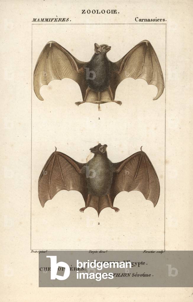 Cheiroptere (chiroptere): Thaphien of Egypt and vespertilion serotine - Eau forte by Jean Gabriel Pretre (1780-1845), engraved by Carnonkel, for the dictionary of natural sciences: mammals by Frederic Cuvier, edited by Pierre Jean Francois Turpin (1775-1840), published by F.G.Levrault, in Paris, 1816