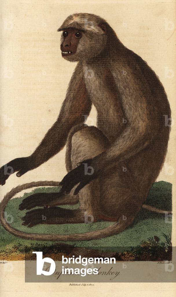Semnopitheque entelle - Gray langur or Hanuman langur, Semnopithecus entellus (Dufresne's monkey, Simia entellus) - Handcoloured copperplate engraving by J. Pass after an illustration by Jean Baptiste Audebert from Ebenezer Sibly's Universal System of Natural History, London, 1804