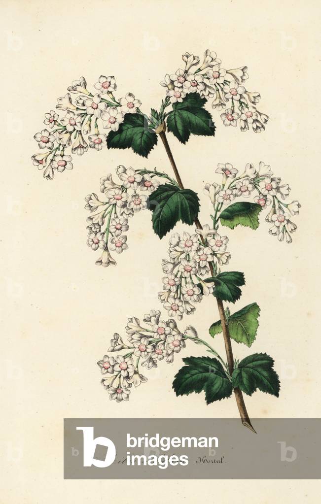 White variety of redcurrant. Ribes sanguineum albidum. Handcoloured lithograph from Louis van Houtte and Charles Lemaire's Flowers of the Gardens and Hothouses of Europe, Flore des Serres et des Jardins de l'Europe, Ghent, Belgium, 1845.