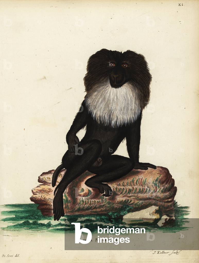 Long-tailed macaque, Macaca silenus. Endangered. Simia silenus L. Handcoloured copperplate engraving by Joseph Kellner after an illustration by Jacques de Seve from Johann Christian Daniel Schreber's Animal Illustrations after Nature, or Schreber's Fantastic Animals, Erlangen, Germany, 1775.