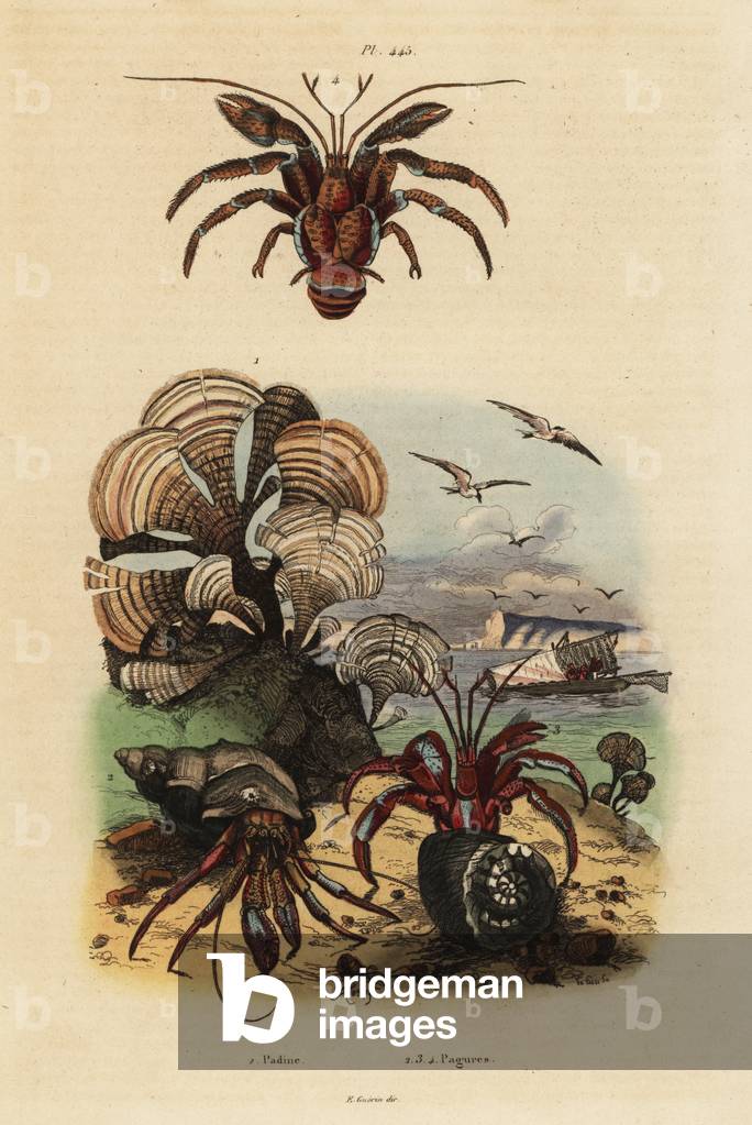 Peacock's tail algae, Padina pavonica 1, common hermit crab, Pagurus bernhardus 2, blue-eyed hermit crab, Paragiopagurus diogenes 3, and Pagurus alatus 4