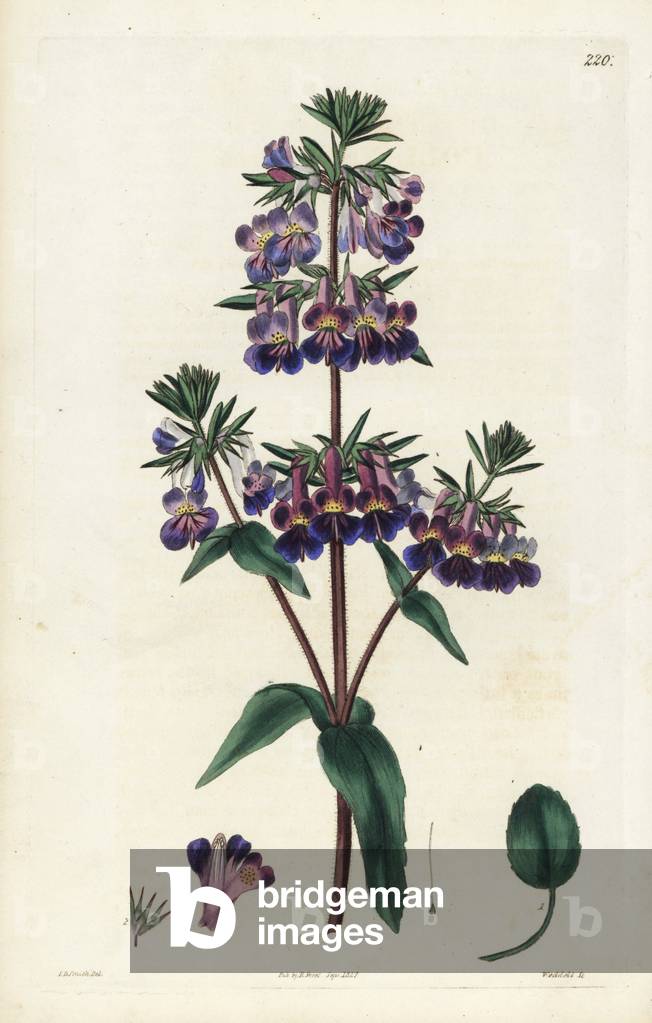 Vernal collinsia, Collinsia verna. Handcoloured copperplate engraving by Weddell after a botanical illustration by Edward Dalton Smith from Robert Sweet's The British Flower Garden, Ridgeway, London, 1827.