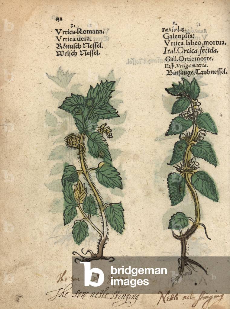 Stinging nettle, Urtica dioica, and hemp nettle, Galeopsis speciosa. Handcoloured woodblock engraving of a botanical illustration from Adam Lonicer's Krauterbuch, or Herbal, Frankfurt, 1557. This from a 17th century pirate edition or atlas of illustrations only, with captions in Latin, Greek, French, Italian, German, and in English manuscript.