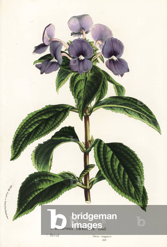 Amazon-blue snapdragon or Brazilian snapdragon, Achetaria azurea (Otacanthus caeruleus). Handcoloured lithograph from Louis van Houtte and Charles Lemaire's Flowers of the Gardens and Hothouses of Europe, Flore des Serres et des Jardins de l'Europe, Ghent, Belgium, 1862-65.