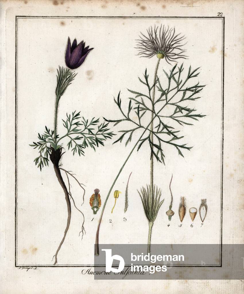 Mountain Pulsatille - Lithograph by F. Guimpel, extracted from medical botany by Friedrich Gottlob Haynes (1763-1832), Berlin, 1822 - Pasque flower, Pulsatilla vulgaris - Handcoloured copperplate by F. Guimpel from Dr. F. G. Hayne's Medical Botany, Berlin, 1822