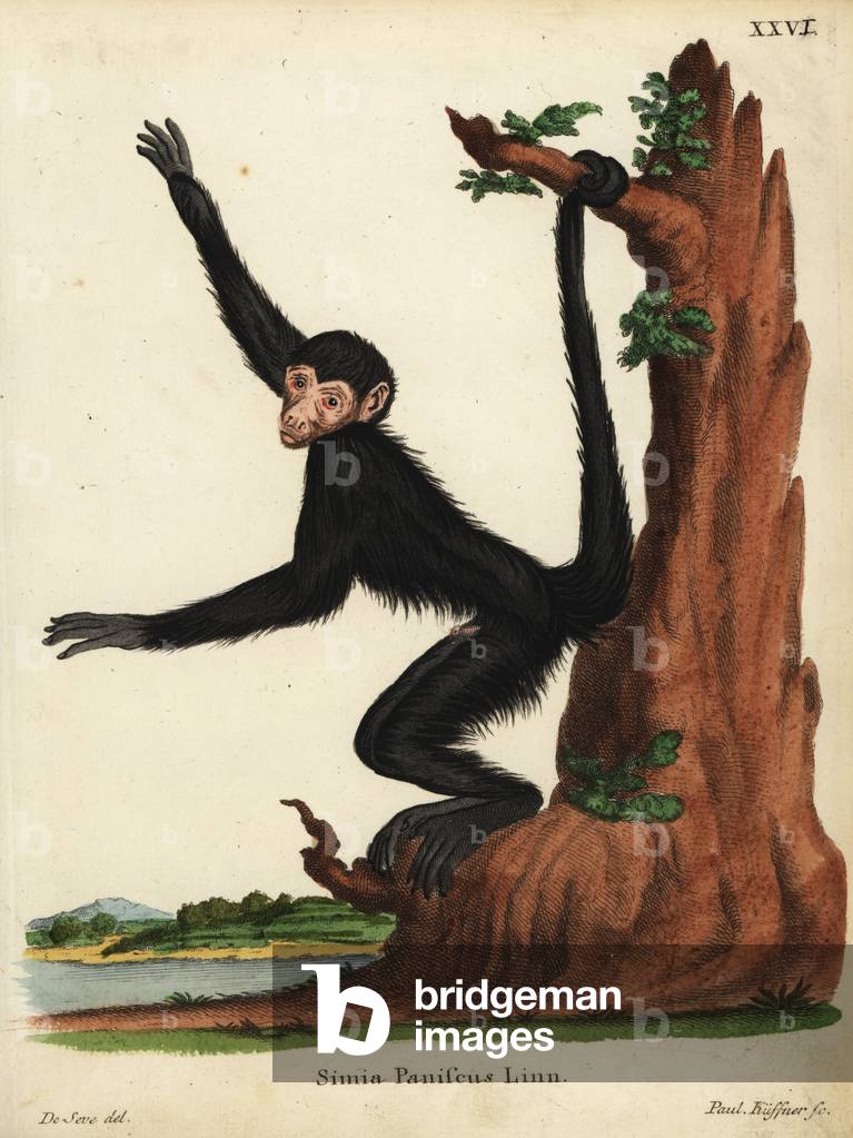 Red-faced spider monkey, Ateles paniscus. Vulnerable. Simia paniscus Linn. Handcoloured copperplate engraving by Paul Kuffner after an illustration by Jacques de Seve from Johann Christian Daniel Schreber's Animal Illustrations after Nature, or Schreber's Fantastic Animals, Erlangen, Germany, 1775.