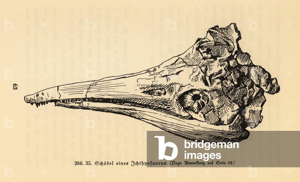 Skull of an extinct Ichthyosaurus genus.