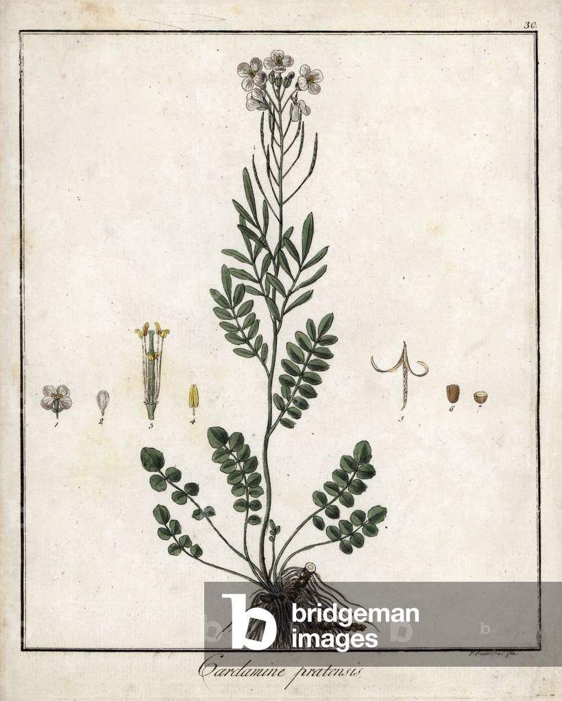 Cardamine des pres or watercress des pres - Lithography by F. Guimpel, extracted from botanique medicale by Friedrich Gottlob Haynes (1763-1832), Berlin, 1822 - Cuckoo flower or lady's smock, Cardamine pratensis - Handcoloured copperplate by F. Guimpel from Dr. F. G. Hayne's Medical Botany, Berlin, 1822