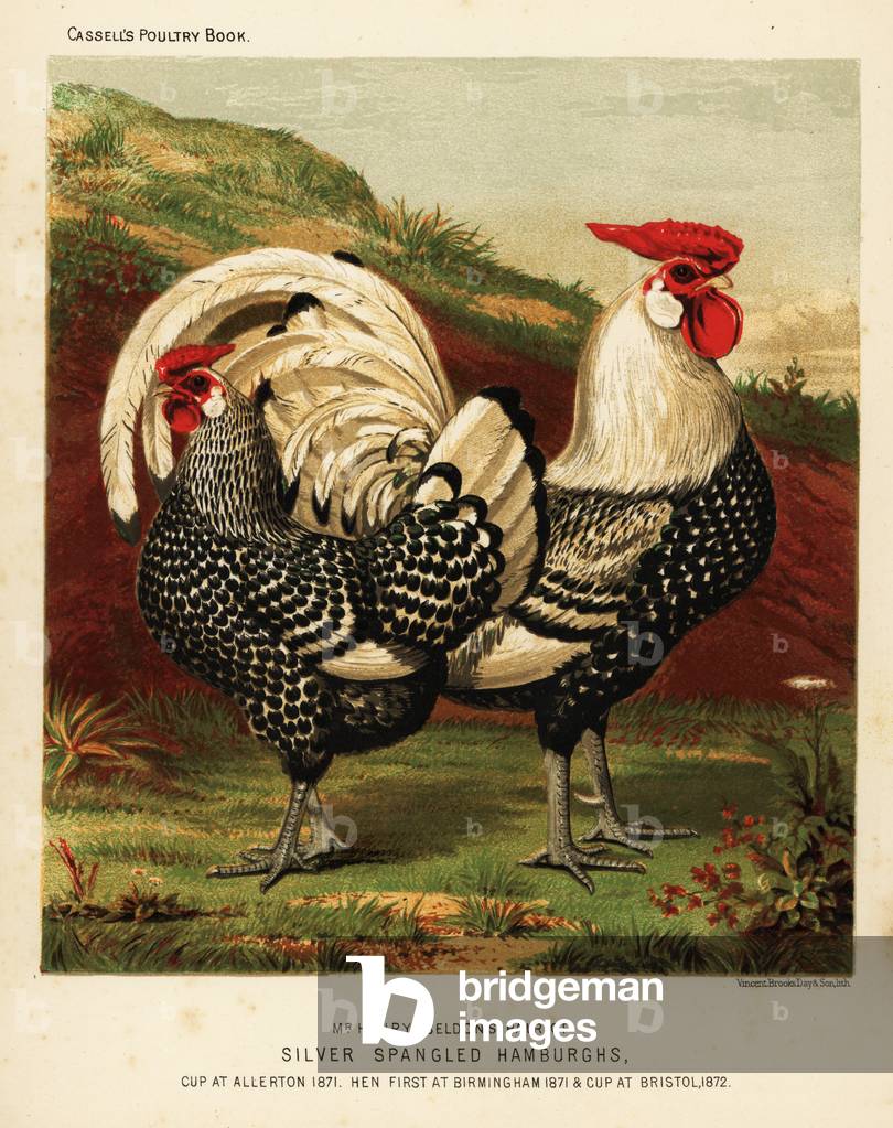 Silver spangled Hamburgh cock and hen, 1890 (chromolithograph)