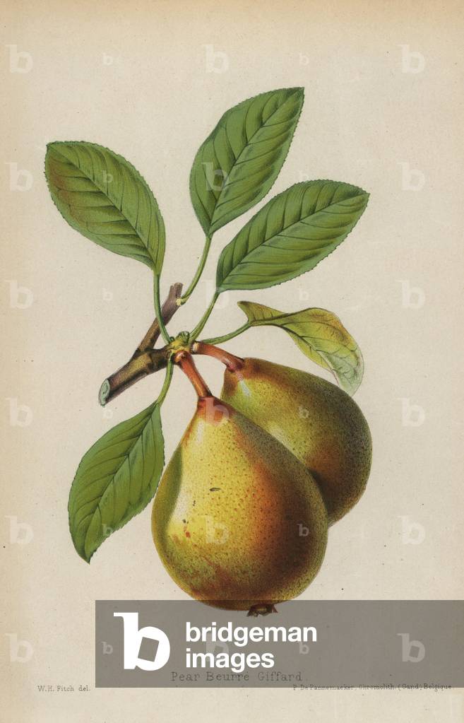 Variety of pear, giffard butter. Chromolithography drawn by Walter Hood Fitch, Miss E. Regel and J.L. Macfarlane, lithography by G.Severeyns and Stroobant, Belgium, published in Floriste et Pomologie, by Robert Hogg, published in London 1878 to 1884.