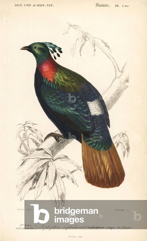 Monal Himalayan, Lophorus impejanus. Handcoloured engraving by Fournier after an illustration by Edouard Travies from Charles d'Orbigny's Dictionnaire Universelle d'Histoire Naturelle (Dictionary of Natural History), Paris, 1849.