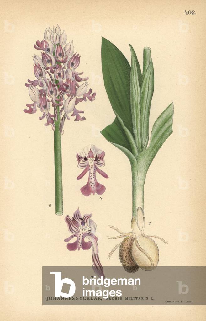 Military orchid, Orchis militaris
