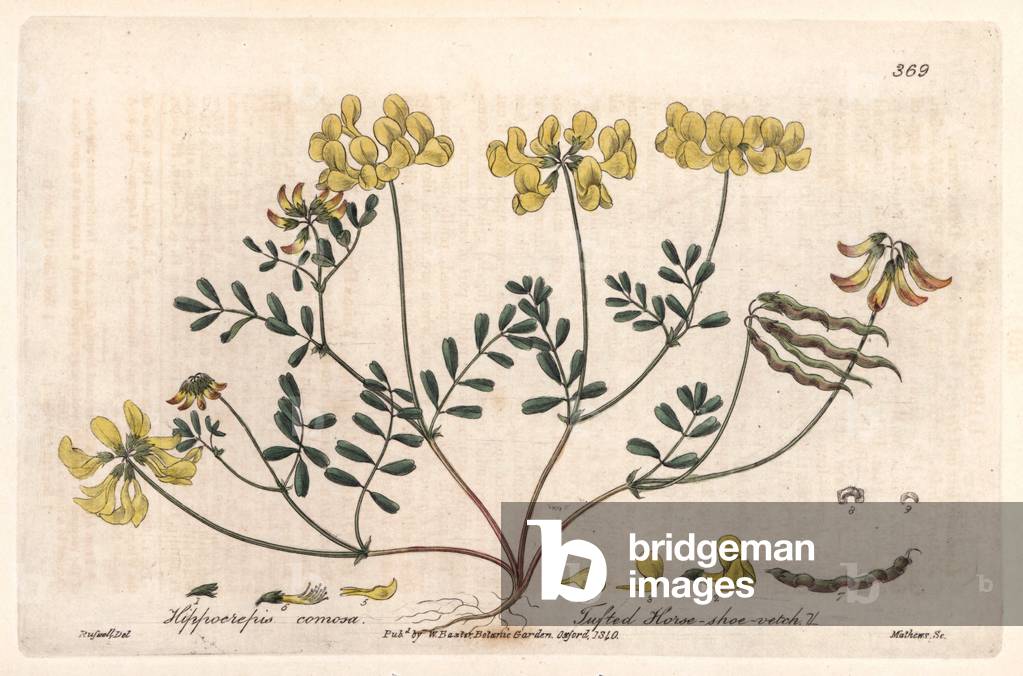 Hippocrepid or horseshoe (Hippocrepis comosa) - Botanical Plate by Isaac Russell, engraved by Charles Matthews, taken from “English Botanical Phenomenes” by William Baxter (1788-1871), 1837