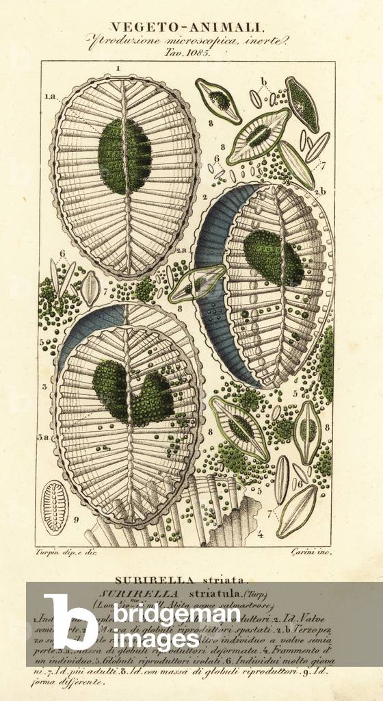 Plankton, Surirella striatula, Surirella striata