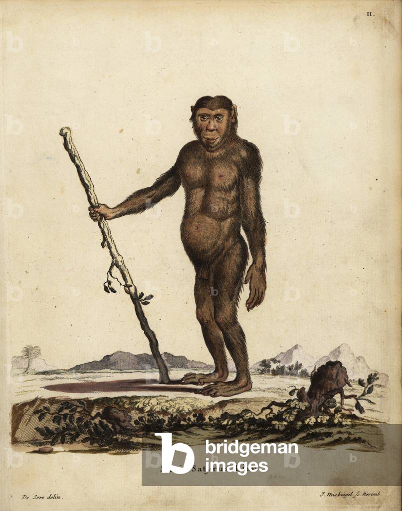 Common chimpanzee, Pan troglodytes. Endangered. Simia satyrus Linn. Handcoloured copperplate engraving by Johann Nussbiegel after an illustration by Jacques de Seve from Johann Christian Daniel Schreber's Animal Illustrations after Nature, or Schreber's Fantastic Animals, Erlangen, Germany, 1775.