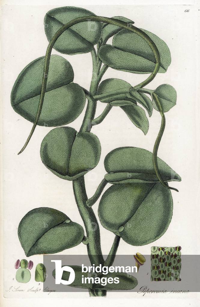 Peperomie feutree - Lithography by J. Swan, from an illustration by William Jackson Hooker (1785-1865), extract from Flora Exotic, Scotland, 1823 - Radiator plant or hoary peperomia, Peperomia incana - Handcoloured copperplate engraving by J. Swan after a botanical illustration by W. J. Blackoker from his own “” Exotic Flora,” Wood, Edinburgh, 1823
