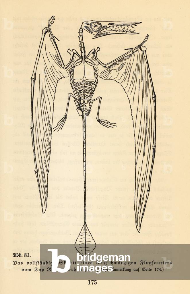 Skeleton of an extinct Rhamphorhynchus genus.