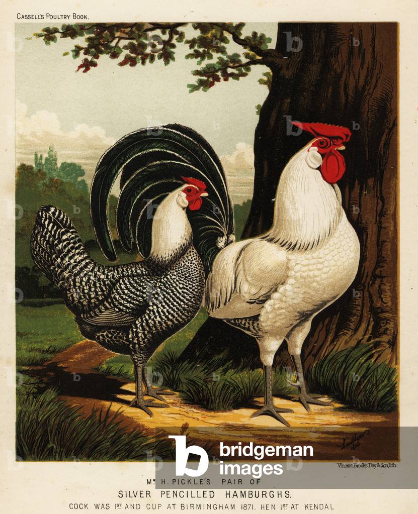 Silver Pencilled Hamburgh cock and hen, 1871 (chromolithograph)