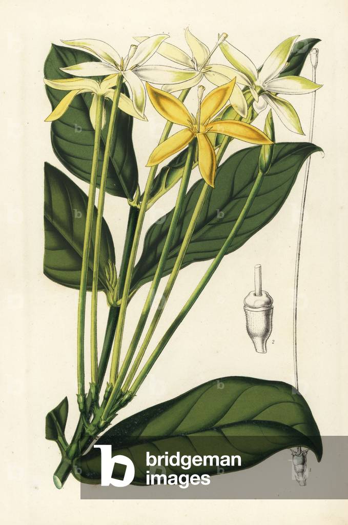 Oxyanthus tubiflorus. Handcoloured lithograph from Louis van Houtte and Charles Lemaire's Flowers of the Gardens and Hothouses of Europe, Flore des Serres et des Jardins de l'Europe, Ghent, Belgium, 1851.