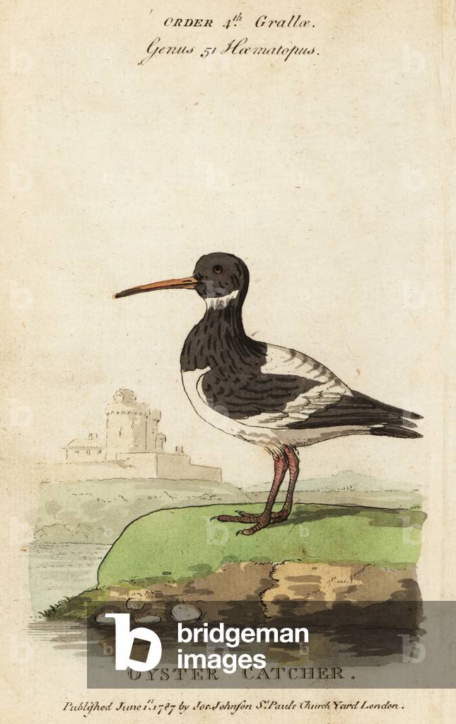 Eurasian oystercatcher, Haematopus ostralegus