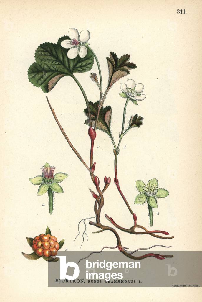 Cloudberry, Rubus chamaemorus