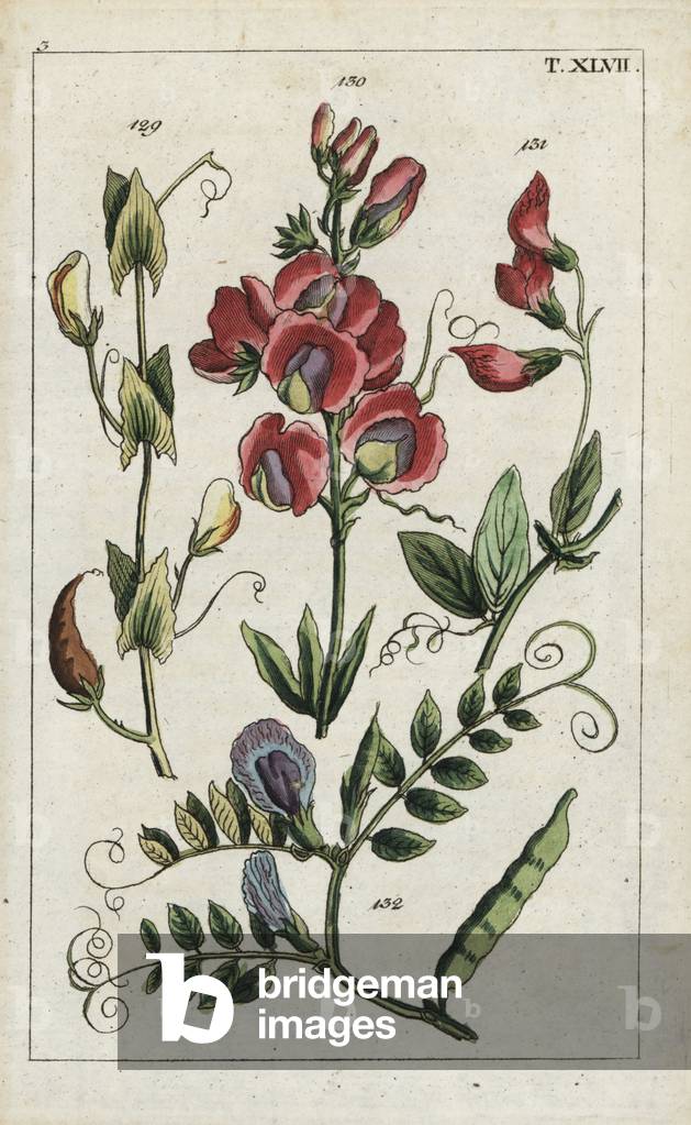 Yellow vetchling (gesse des pres), Lathyrus aphaca (gesse aphaca) 129, everlasting pea, Lathyrus latifolius 130, tuberous pea (Gesse tubereuse), Lathyrus tuberosus 131, and common vetch (Vesce commune), Vicia sativa 132. Handcolored copperplate engraving of a botanical illustration from G. T. Wilhelm's “” Unterhaltungen aus der Naturgeschichte” (Encyclopedia of Natural History), Augsburg, 1811. Gottlieb Tobias Wilhelm (1758-1811) was a clergy and naturalist in Augsburg, Bavaria.