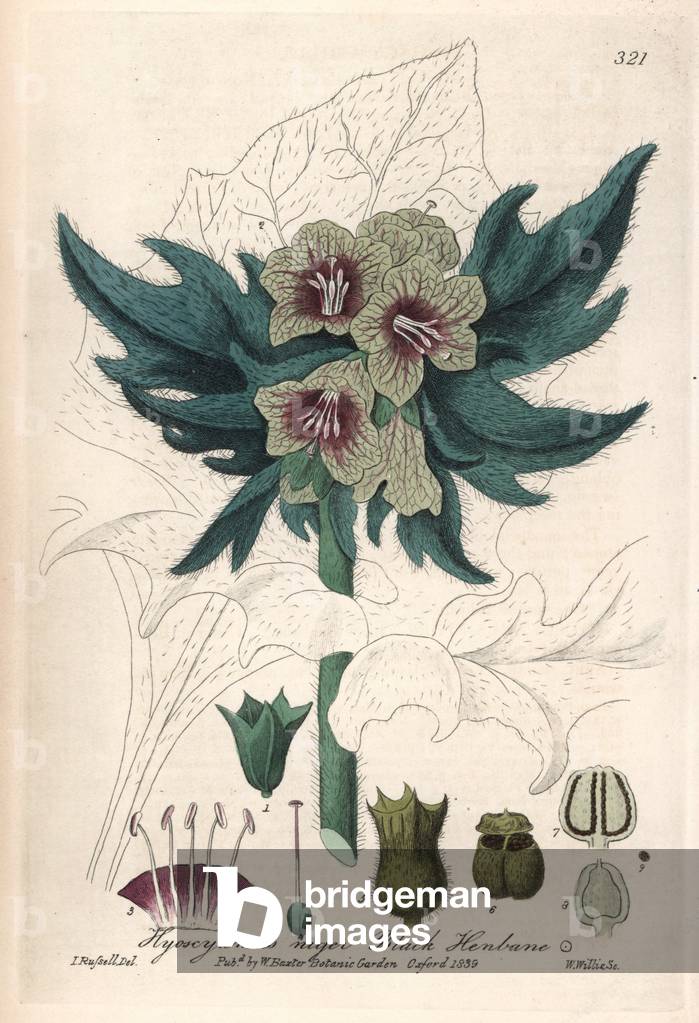 Black Jusquiam (Hyoscyamus niger) - Botanical Plate by Isaac Russell, engraved by Charles Matthews, taken from “English Botanical Phenomenes” by William Baxter (1788-1871), 1837